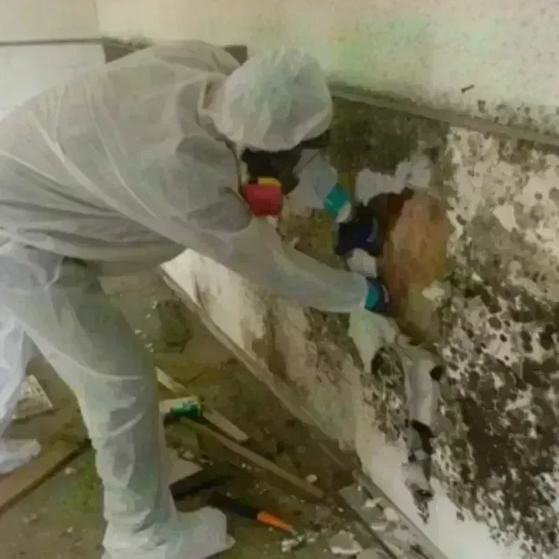 Mold Remediation and Removal in Mills, WY